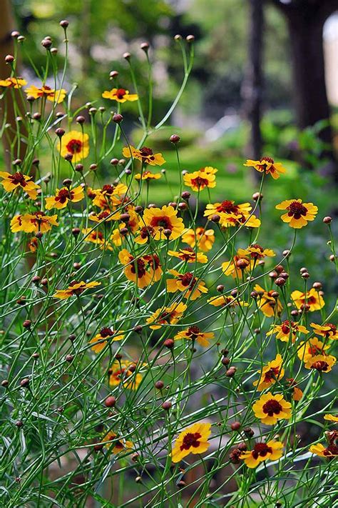 cut back coreopsis in fall.